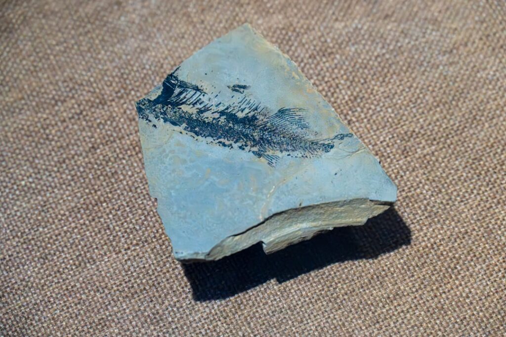 Fossilized fish skeleton embedded in blue rock