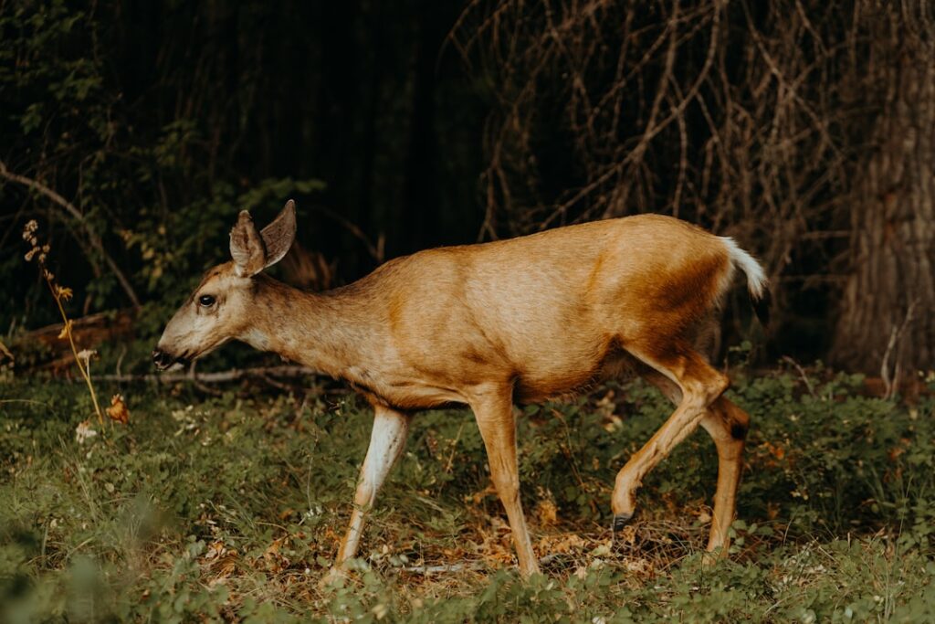 A deer walks through a grassy forest clearing.